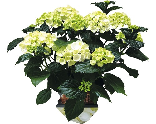 Hortensie FloraSelf Hydrangea macrophylla H 20 cm ghiveci | HORNBACH