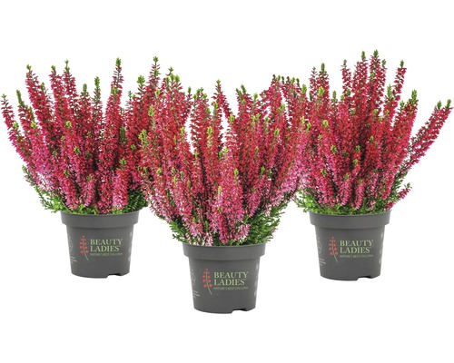 Trei plante de iarbă neagră în ghiveci