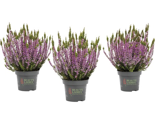 Calluna Mix FloraSelf Calluna vulgaris 'Beauty Ladies' ghiveci Ø 11 cm diferite sortimente