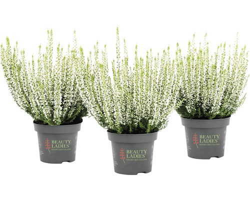 Trei plante la ghiveci Erica cu flori albe