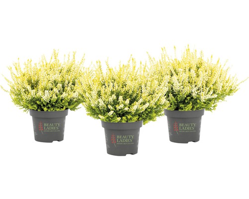 Trei plante de erică în ghiveci