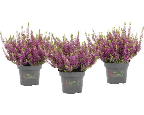 Trei plante de erică la ghiveci cu flori violete