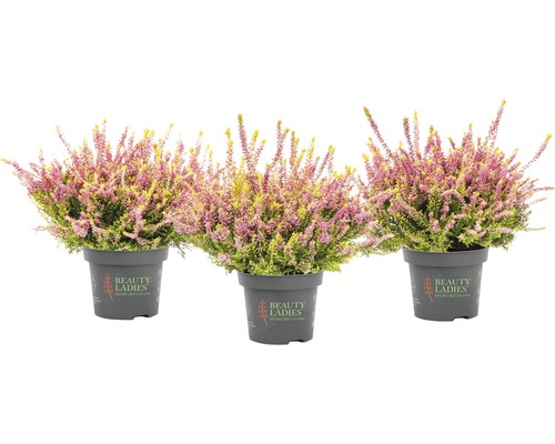 Trei ericacee în ghiveci