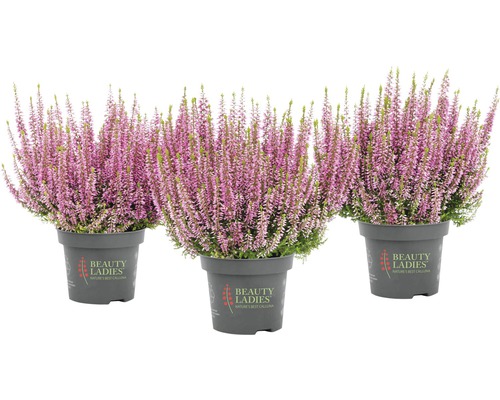 Trei arbuști de heather în ghivece