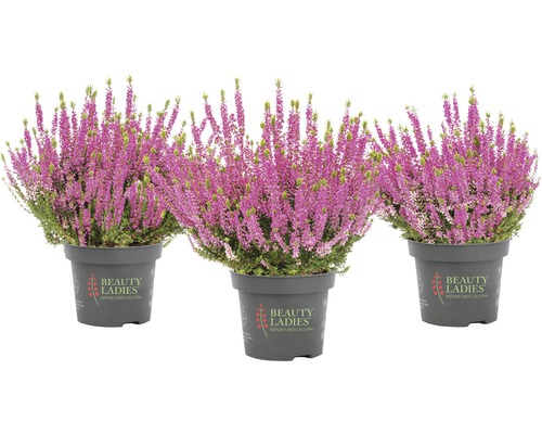 Trei arbuști de Calluna în ghiveci