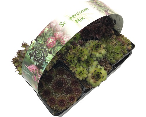 Mix de iarba-șarpelui în ghiveci