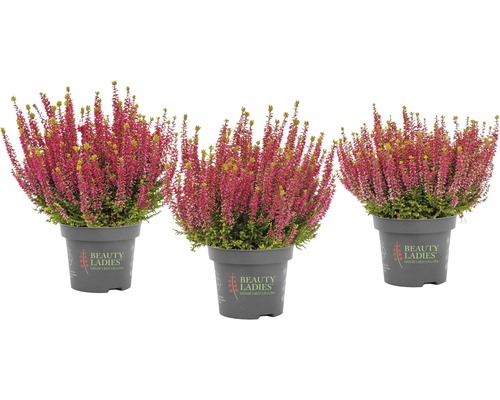 Trei plante de erică în ghiveci