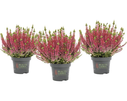 Trei exemplare de iarbă neagră în ghiveci