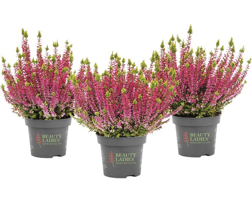 Trei plante de arbuști Erica în ghiveci