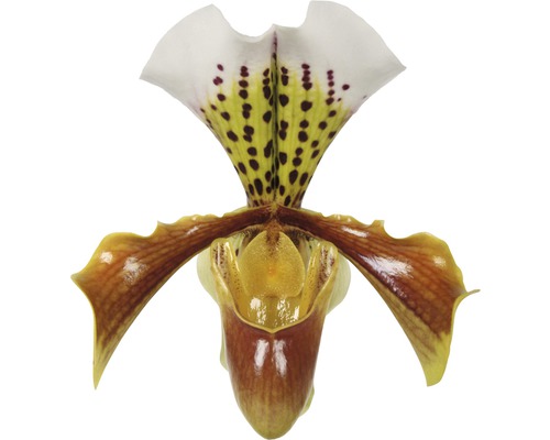 Orhidee Papucul lui Venus FloraSelf Paphiopedilum Hybride 'USA' H 35-45 cm ghiveci Ø 12 cm