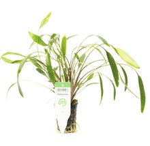 Plantă de acvariu Cryptocoryne