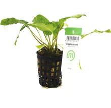 Cryptocoryne wendtii green în ghiveci