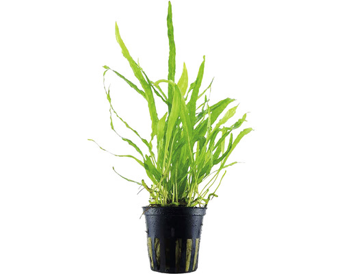 Plantă acvariu Microsorium Pteropus `narrow` Easy 6