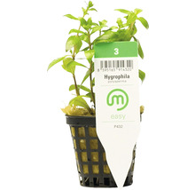 Hygrophila polysperma într-un ghiveci