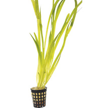 Plantă de acvariu în coș de plantare cu frunze liniare