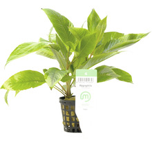 Plantă de acvariu Hygrophila în ghiveci