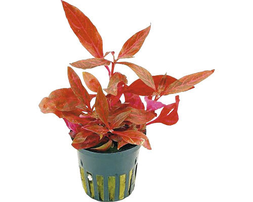 Plantă acvariu Alternanthera Reineckii rot Medium5