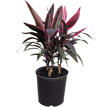 Planta Cordyline în ghiveci