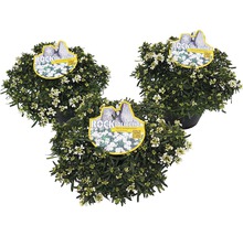 Trei plante la ghiveci Iberis sempervirens cu flori albe și etichetă Rock Collection