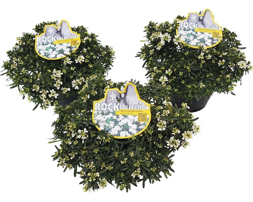 Trei plante la ghiveci Iberis sempervirens cu flori albe și etichetă Rock Collection