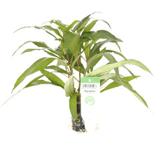 Plantă de acvariu Hygrophila