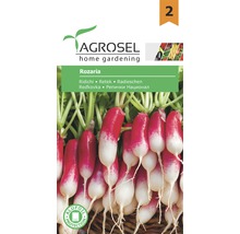 Semințe legume Agrosel ridichi Rozaria PG2