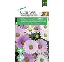 Semințe flori Agrosel margarete africane PG3-thumb-0