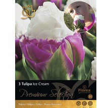 Pachet cu trei bulbi de lalele Ice Cream