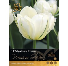 Pachet cu 10 bulbi de lalele Tulipa Exotic Emperor