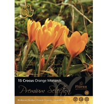 Pachet cu bulbi de crocus Orange Monarch