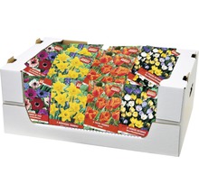 Bulbi de flori de diferite soiuri într-o cutie de carton albă