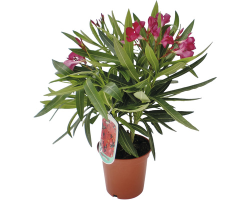 Leandru tufă FloraSelf Nerium Oleander, h 20-25 cm, Ø 14 cm