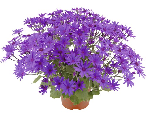 Ghiveci cu cineraria