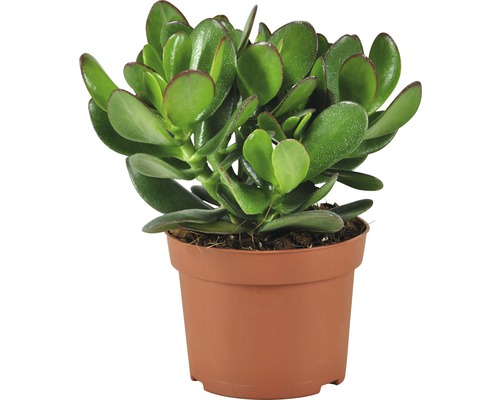 Arborele de bani FloraSelf Crassula 'Magical Tree' H ca. 25 cm ghiveci Ø 12 cm Crassula într-un ghiveci