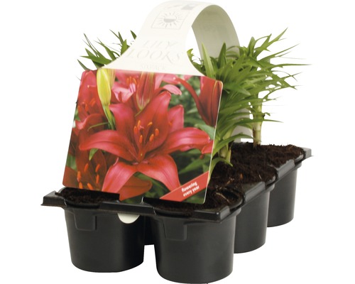 Pachet de șase crini de plantat