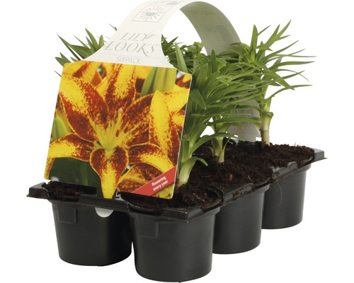 Set de șase crini în ghivece