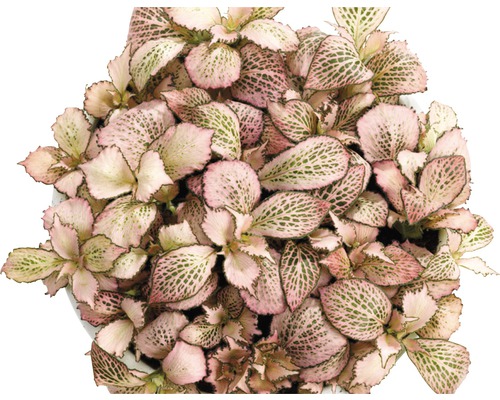 Planta de interior Fittonia cu model de frunze roz