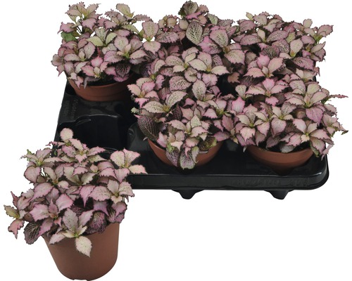 Planta cu piele de șarpe FloraSelf Fittonia verschaffeltii 'Zalm Star' H 12-19 cm ghiveci Ø 12 cm