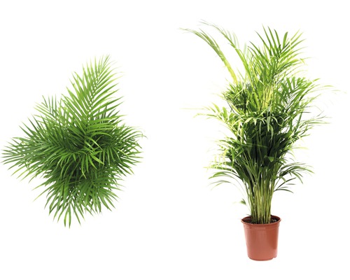 Palmier Areca FloraSelf Dypsis lutescens H 120-135 cm ghiveci Ø 24 cm Palmier Areca FloraSelf Dypsis lutescens H 120-135 cm ghiveci Ø 24 cm