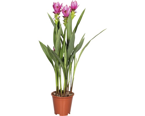 Lalea thailandeză FloraSelf Curcuma alismatifolia H 30 cm ghiveci Ø 15 cm lila Plantă la ghiveci Curcuma cu flori roz și frunze verzi