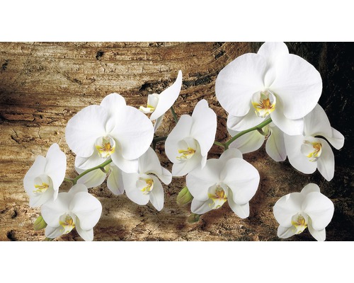 Fototapet hârtie Orhidee 254x184 cm