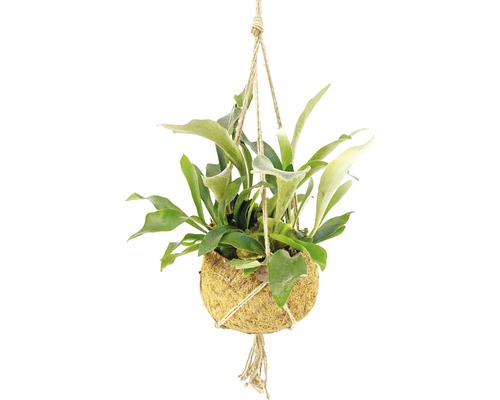 Feriga Corn de Cerb FloraSelf Platycerium bifurcatum H 45-55 cm ghiveci Ø 25 cm Plantă suspendată în coajă de nucă de cocos cu suspensie de sfoară