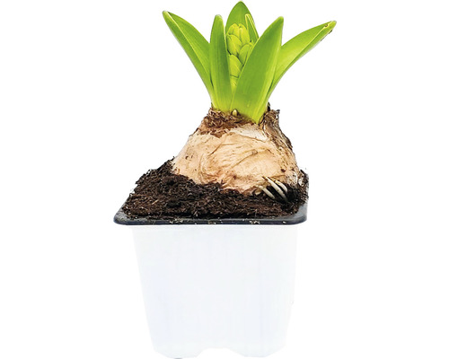 Zambilă Hyacinthus H 20-30 cm ghiveci Ø 7 cm