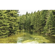 Lac de pădure înconjurat de conifere