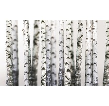 Mai mulți trunchiuri de mesteacăn cu scoarță albă și marcaje închise la culoare