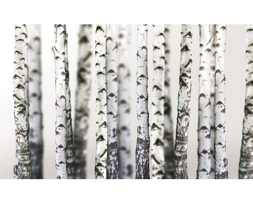 Mai mulți trunchiuri de mesteacăn cu scoarță albă și marcaje închise la culoare