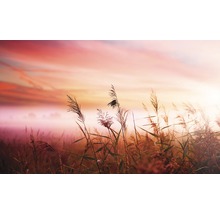 Plante de stuf în lumină difuză