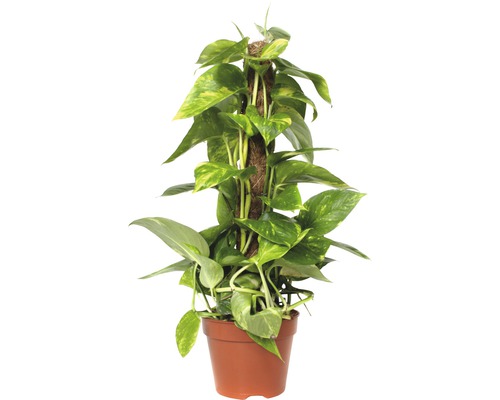 Iedera diavolului cu tutore FloraSelf Scindapsus aureum H 55-65 cm ghiveci Ø 15 cm