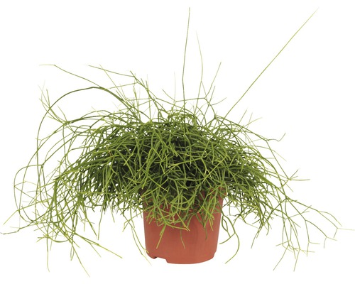 Rhipsalis într-un ghiveci