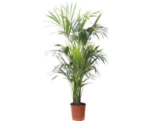 Palmier plat Kentia FloraSelf Howea forsteriana H 150-160 cm ghiveci Ø 23 cm Palmier plat Kentia FloraSelf Howea forsteriana H 150-160 cm ghiveci Ø 23 cm